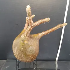 2025年最新】グラキリス ベアルートの人気アイテム - メルカリ