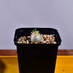 3Q9 実生 パキポディウム・エニグマチカム Pachypodium enigmaticum コーデックス 塊根植物 2.5号鉢 パキポディウムエニグマチカム