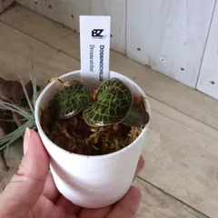 2025年最新】ジュエルオーキッド レアの人気アイテム - メルカリ