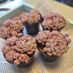 ☆ビーンスプラウト☆多肉植物