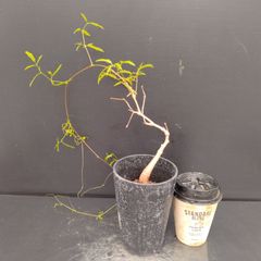 K224【自社養生株】キフォステンマ　エレファントプス（実生・発根株・鉢植え）【塊根植物】