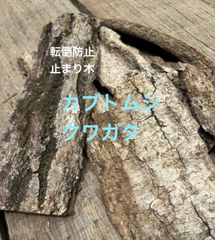 クワガタ転倒防止