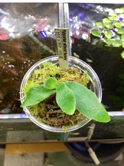 Platycerium willinckii “Bacteria”  ビカクシダ　“バクテリア”