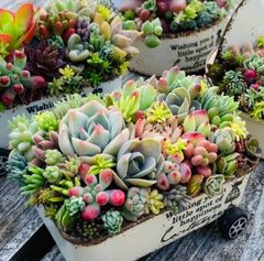 多肉植物寄せ植え そのまま飾れる ちま寄せ花車