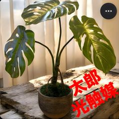 光触媒 人工観葉植物 ウォールグリーン フェイク フィカスツリー 光触媒 人工観葉植物 ウォールグリーン フェイク フィカスツリー