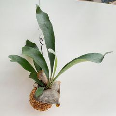 【398NM】ビカクシダ（コウモリラン）ネザーランドの苔玉　Mサイズ  ※第四種郵便での発送となります。