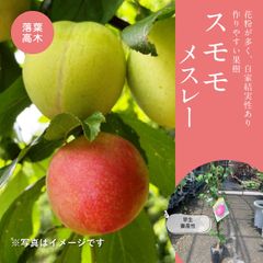 果樹／スモモ・メスレー