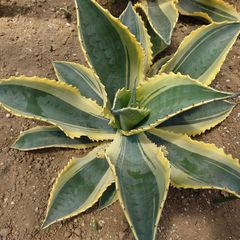 アガベ　リップルエフェクト　　親株　AGAVE　55㎝　レア株　貴重