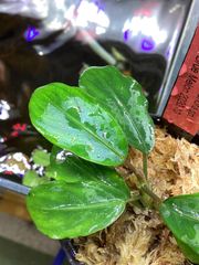 ブセファランドラsp.ブルーメロン　水草