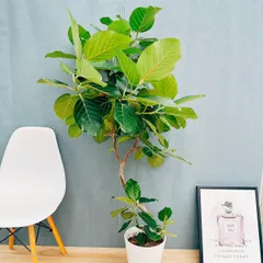 2026年最新】フィカス グランディスの人気アイテム - メルカリ