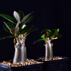 3U2 実生 2株セット アデニウム・タイ ソコトラナム KHZ Adenium thai socotranum KHZ コーデックス 塊根植物 2.5号鉢 アデニウムタイ ソコトラナム KHZ