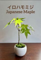 ミニ盆栽　イロハモミジ　2年生以上　ミルク色の鉢