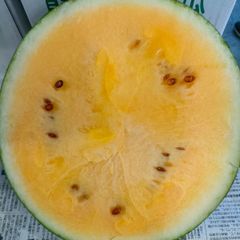 西瓜　金色羅皇　1玉入り