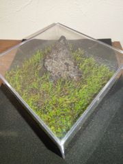 苔箱 moss box 自家製苔 箱庭 ハコニワ