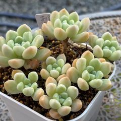 多肉植物 ☘️ ラズベリーアイス お子様付き 抜き苗 - メルカリ