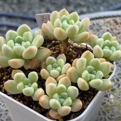 エケベリ屋 札付き✡️ラパス×ヒアリナ✡️ 多肉 抜き苗 つぶつぶ屋 エケベリ屋 札付き✡️ラパス×ヒアリナ✡️ 多肉 抜き苗 つぶつぶ屋