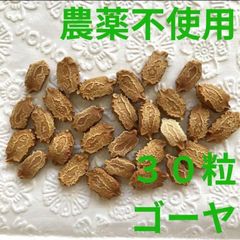 【農薬不使用】ゴーヤの種 30粒 夏バテ予防 夏野菜の種