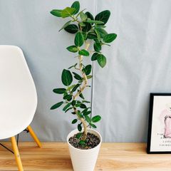 ［現品］☆おすすめ☆ 99番　フィカス　ベンガレンシス　曲がり　8号　観葉植物　室内　ゴムの木　おしゃれ　かわいい　人気
