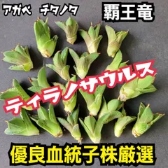 2025年最新】アガベ 覇王竜の人気アイテム - メルカリ
