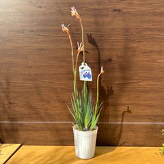【レッド＆パープル】④ カンガルーポー パークロイヤル アニゴザンサス 3号 苗 オージープランツ