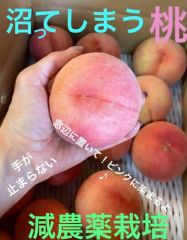 減農薬栽培山形県東根市産　酷暑&大雨にも耐えた抜いた　桃　青空娘訳あり中玉〜2キロ箱9玉前後