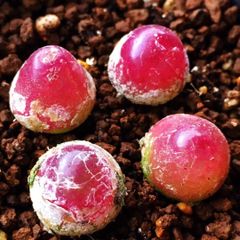 超可愛い 多肉植物 エケベリア 苺のシュークリーム 4-5cm 1株 超可愛い 多肉植物 エケベリア 苺のシュークリーム 4-5cm 1株