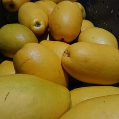 「本花梨」約3kg入り　風邪、インフルエンザの季節に本花梨、喉のケアにどうですか？アミグダバリンという喉にいい薬用成分が含まれています。本花梨漬け作りませんか？作り方商品説明に記載してます