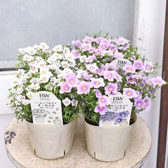 花苗 PW ニーレンベルギア オーガスタ ブルー ブルーリング 3.5号 多年草 ホワイト パープル 春から秋まで咲く