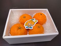 デコポン　熊本県産　4個入り　ギフト箱