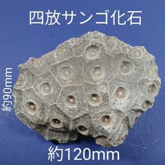 三葉虫　化石　Coronocephalus 三葉虫 化石 Coronocephalus