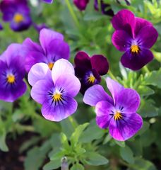 ビオラ　紫系　小輪　種50粒　花の種