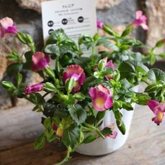 栄養系 這性トレニア ムーン マゼンタ 3〜3.5号ポット苗 【3株販売】 トレニア 寄せ植え 花壇 鉢植え お洒落 おしゃれ 可愛い 春の花 夏の花 秋の花 花 苗 初心者