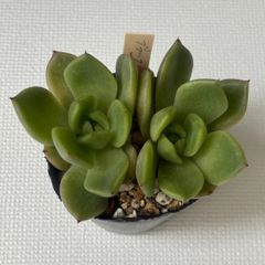 多肉植物  ブラックウォッチ  ２頭