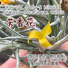 芳香黄花品種＊ チランジア クロカータ トリスティス Tillandsia crocata var. tristis＊エアプランツ＠フラワーショップ江口