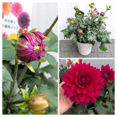【処分価格】ダリア　大輪　こまち　華金剛　カット鉢