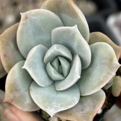 2025年最新】多肉ラブリーローズの人気アイテム - メルカリ