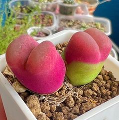 コノフィツム マウガニー 2頭群生3.4CM  蟠桃 紅宝石  元気苗 多肉植物 抜き苗 メルカリ便