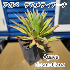 【鉢ごと発送】　アガベ　デスメティアーナ　ベネズエラ錦　(Agave desmetiana)　２０２５．４．２７Ad1