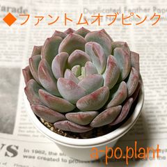 ラスト1苗　NEW 第四種送料無料◆ファントムオブピンク◆多肉植物　韓国苗