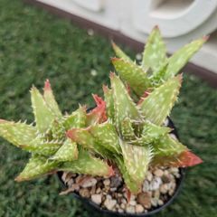 多肉植物アロエ属　翡翠殿
