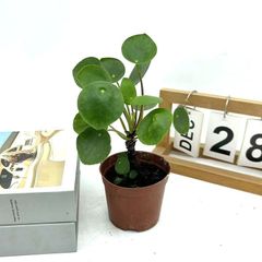 長谷川亀甲竜 6寸鉢 - メルカリ