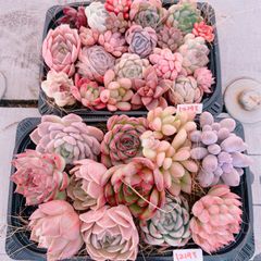 多肉植物 Xmas感謝BOX♡12193