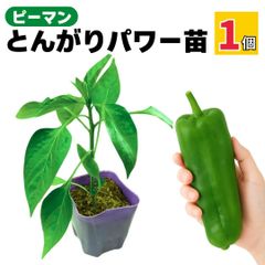 ピーマン 苗 とんがりパワー ジャンボ 販売 プランター 初心者の方でも育てやすい 家庭菜園 野菜 実生苗 農場直送 9cmポット (1個)