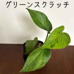 2024年最新】蔓植物の女王の人気アイテム - メルカリ