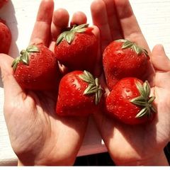 Strawberry 苺レジン（5つセット）