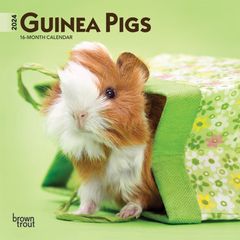 【輸入版】2024年 モルモット ミニ カレンダー / ブラウントラウト 17.8 x 35.6 cm (Guinea Pigs  Calendar)