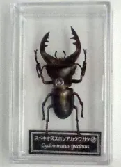 2025年最新】ディアゴスティーニ 世界の昆虫の人気アイテム - メルカリ