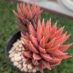 多肉植物ハオルチア属　十二の爪