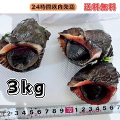 送料無料】冷凍アカニシ貝 1.5kg 石鯛 イシガキダイ 黒鯛 釣り餌