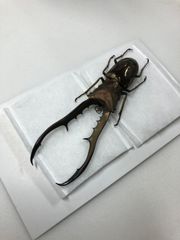 ペレン島産メタリフェルホソアカクワガタ♂90.5ミリ